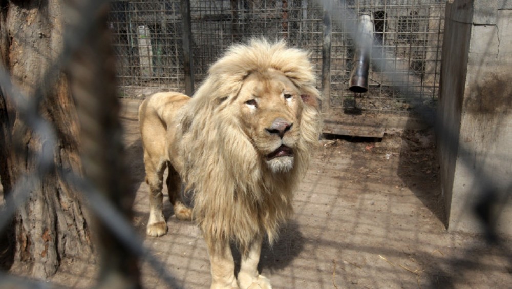 Doi angajați ai grădinii zoologice din Harkov, care rămăseseră să aibă grijă de animale, au fost uciși de soldații ruși